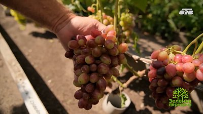 Обзор лучших сортов винограда для Южного Урала