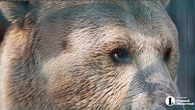 В Башкирии медведь разодрал лошадь