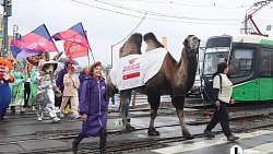 Коста Лакоста выступил в Челябинске на гастрофестивале «Блюда от верблюда»