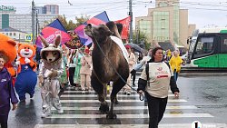 Коста Лакоста выступил в Челябинске на гастрофестивале «Блюда от верблюда»