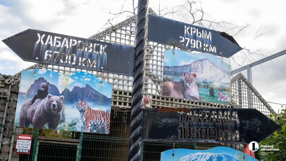 Челябинский ветеринар улетел в Хабаровск удалить вросшие когти у тигра Жорика