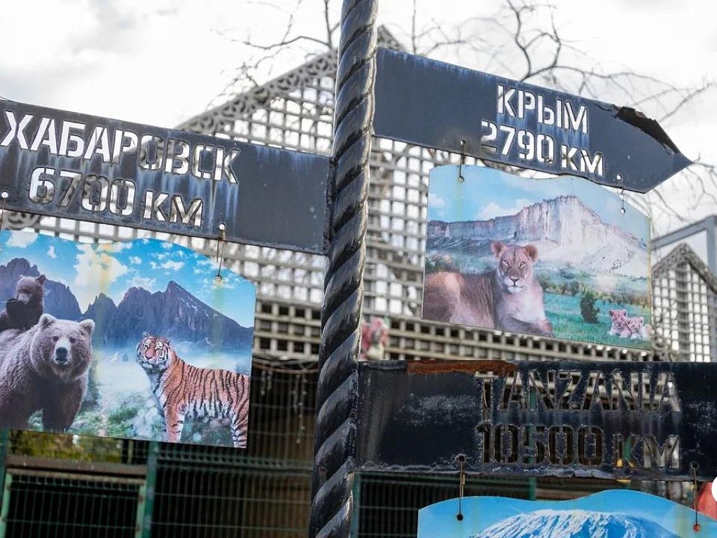 Челябинский ветеринар улетел в Хабаровск удалить вросшие когти у тигра Жорика