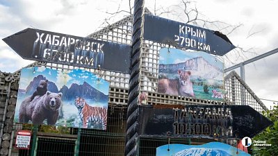 Челябинский ветеринар улетел в Хабаровск удалить вросшие когти у тигра Жорика