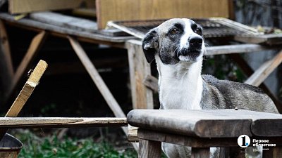 Челябинцы могут бесплатно вакцинировать питомцев от бешенства