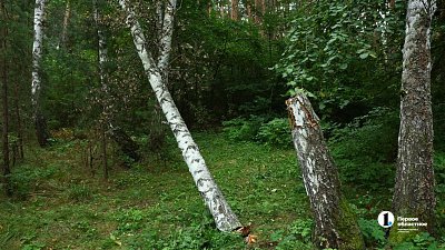 В Кыштыме полицейские нашли заблудившуюся охотницу за грибами