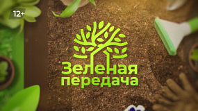 Почему краснеют листья на грушах?