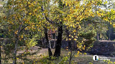 Глава Челябинска поручил провести осенние субботники на придомовых территориях