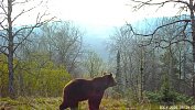 В видеоловушку на Зюраткуле попал любопытный медведь