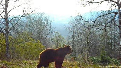 В видеоловушку на Зюраткуле попал любопытный медведь