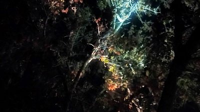 Пожарные сняли с 10‑метрового дерева 12‑летнего мальчика в Еманжелинском округе