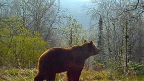Медведи и рысь попали в объектив видеоловушки на Зюраткуле