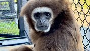 Челябинский гиббон Ангелина уехала в Калужскую область на поиски любви