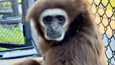 Челябинский гиббон Ангелина уехала в Калужскую область на поиски любви