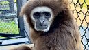 Челябинский гиббон Ангелина уехала в Калужскую область на поиски любви