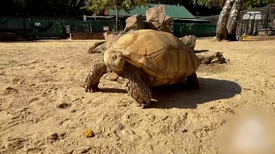 Черепаха из Челябинского зоопарка отправилась на зимовку