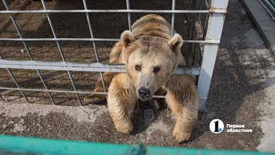 Челябинский эколог предложил ввести «медвежью опасность» в России