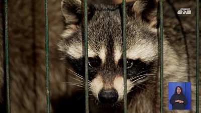 В челябинском приюте «Спаси меня» живет полосатый талисман нотариальной палаты региона