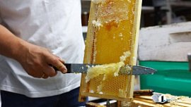В Челябинской области цены на мед выросли на 13-15%