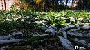 Первый снег придет в Челябинскую область уже 3 октября