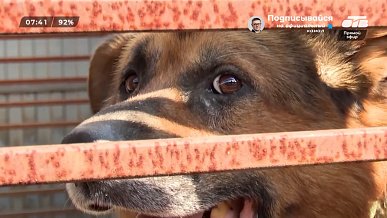 Самая гуманная демография в сюжете «Бесплатная стерилизация для приютов»