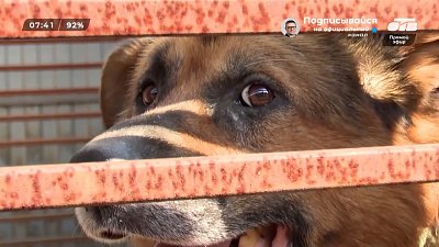Самая гуманная демография в сюжете «Бесплатная стерилизация для приютов»