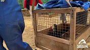 Белки и носухи готовятся к зиме: в челябинском зоопарке завершилось переселение