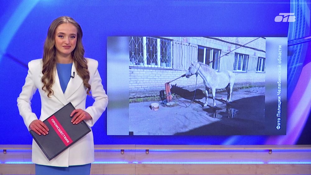 На Южном Урале бдительность горожанина помогла вызволить лошадь из рук вора
