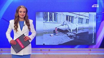На Южном Урале бдительность горожанина помогла вызволить лошадь из рук вора