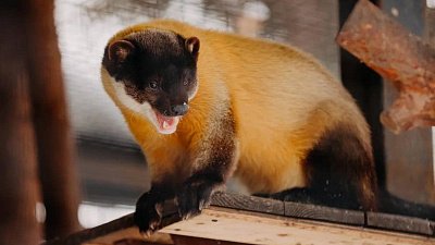 Челябинский и Красноярский зоопарки обменялись самцами уссурийской харзы