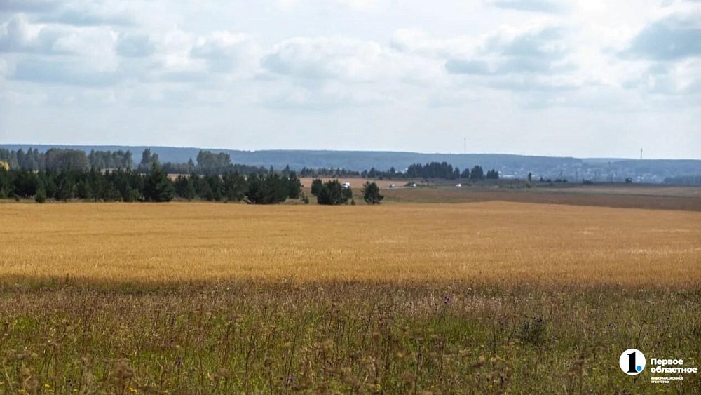 Агаповские аграрии впервые собрали урожай кориандра