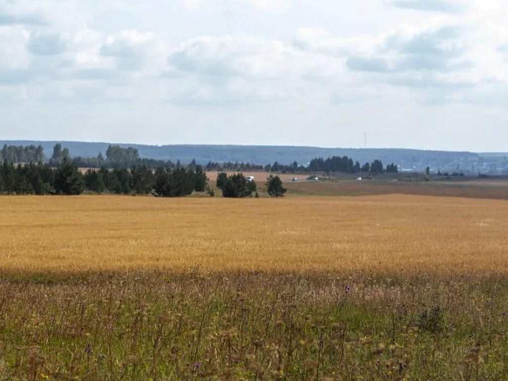 Агаповские аграрии впервые собрали урожай кориандра