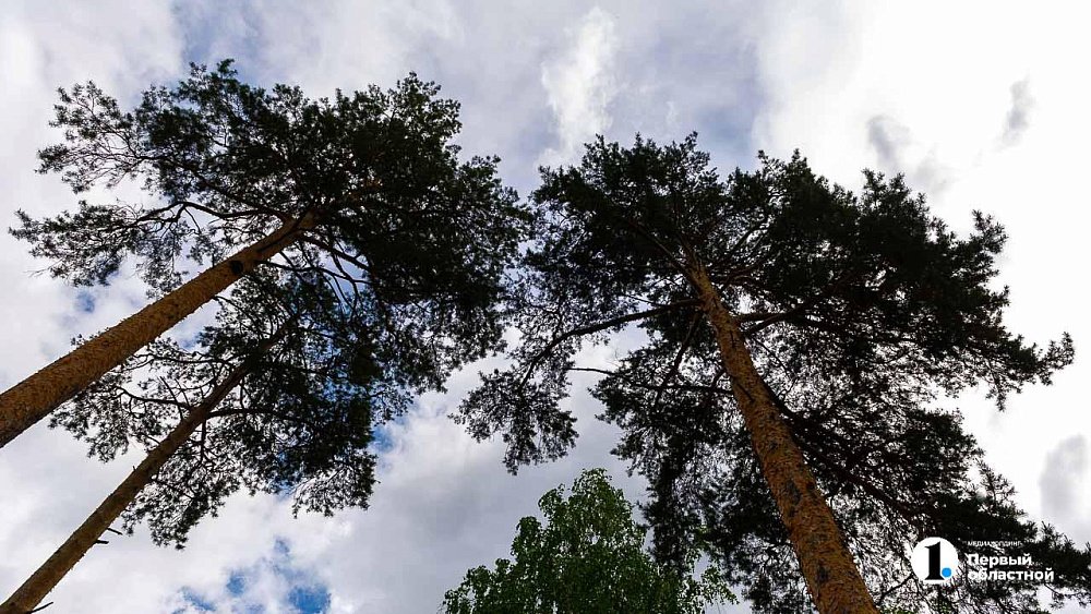 Площадь зараженных вредителями лесов сократилась в Челябинской области