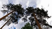 Площадь зараженных вредителями лесов сократилась в Челябинской области