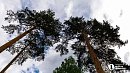 Площадь зараженных вредителями лесов сократилась в Челябинской области