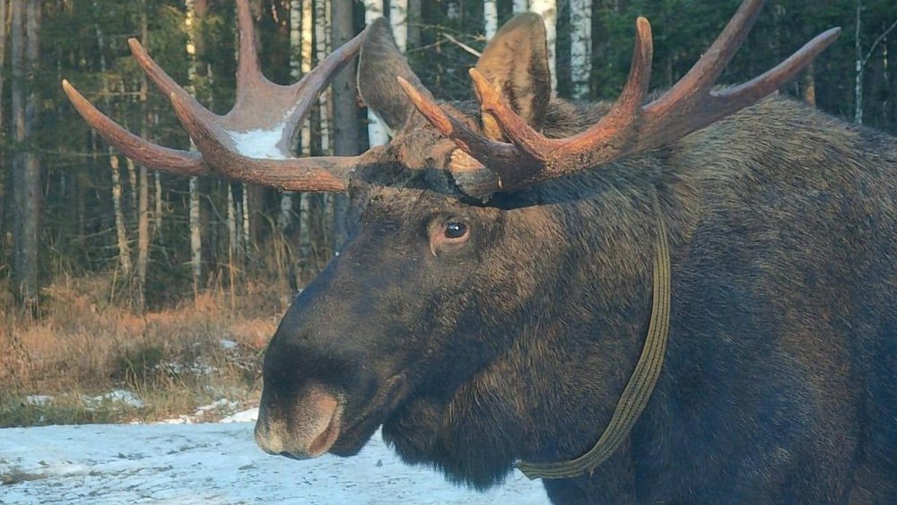 Под Красным Полем автомобилист столкнулся с седым лосем