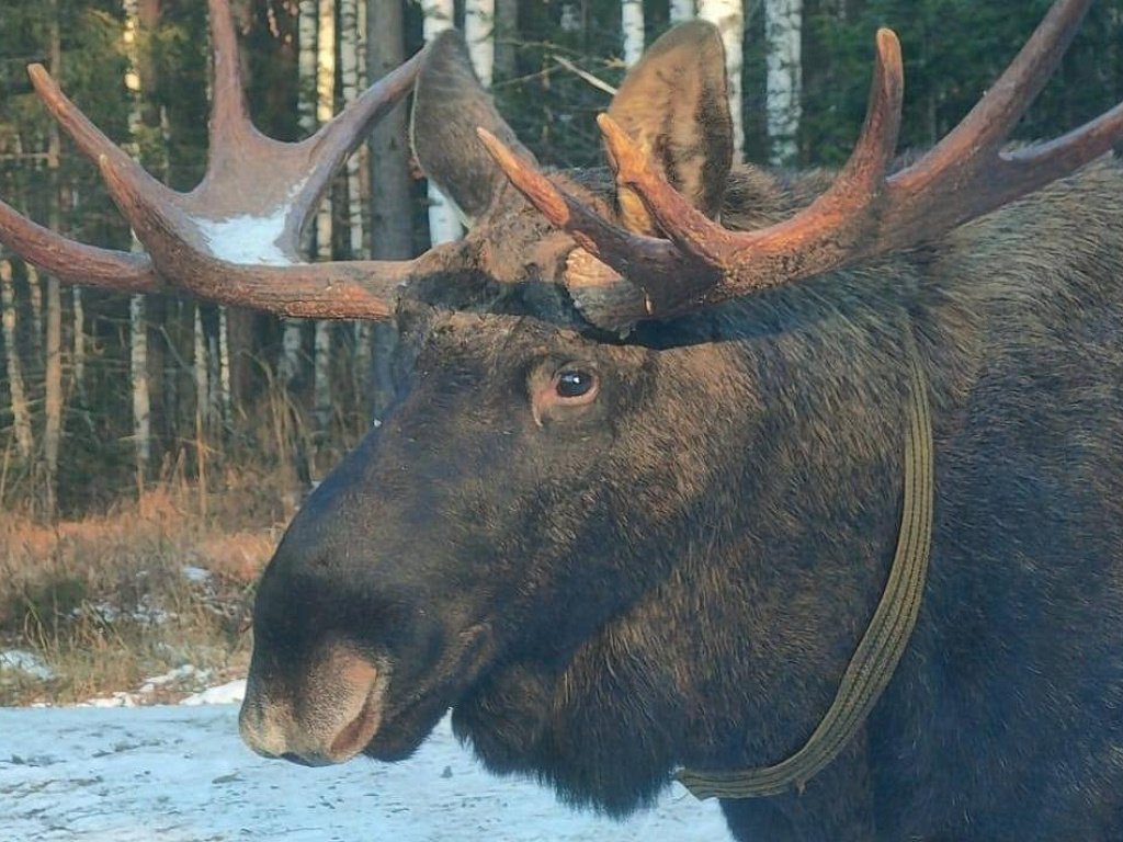 Под Красным Полем автомобилист столкнулся с седым лосем
