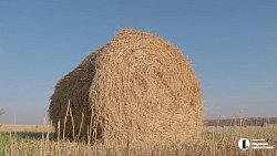 Семейное предприятие «Хлебинка» развивает агробизнес с технологическим укладом
