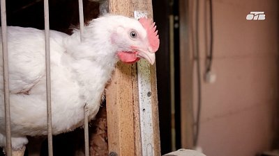 Как на Южном Урале проводят регистрацию кур