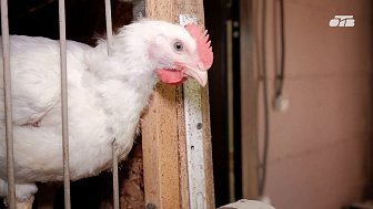 Как на Южном Урале проводят регистрацию кур