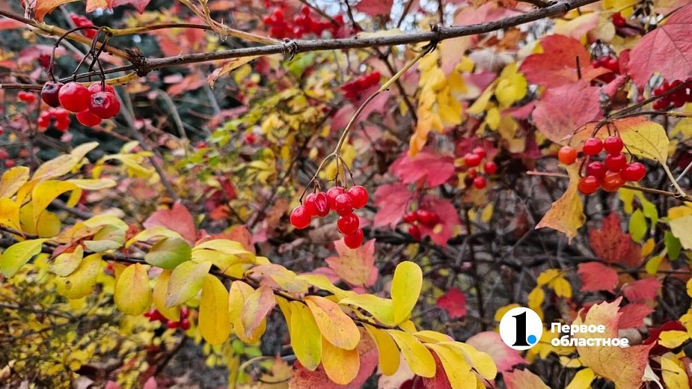 Вторая декада октября на Южном Урале была на 3–6 градусов теплее нормы