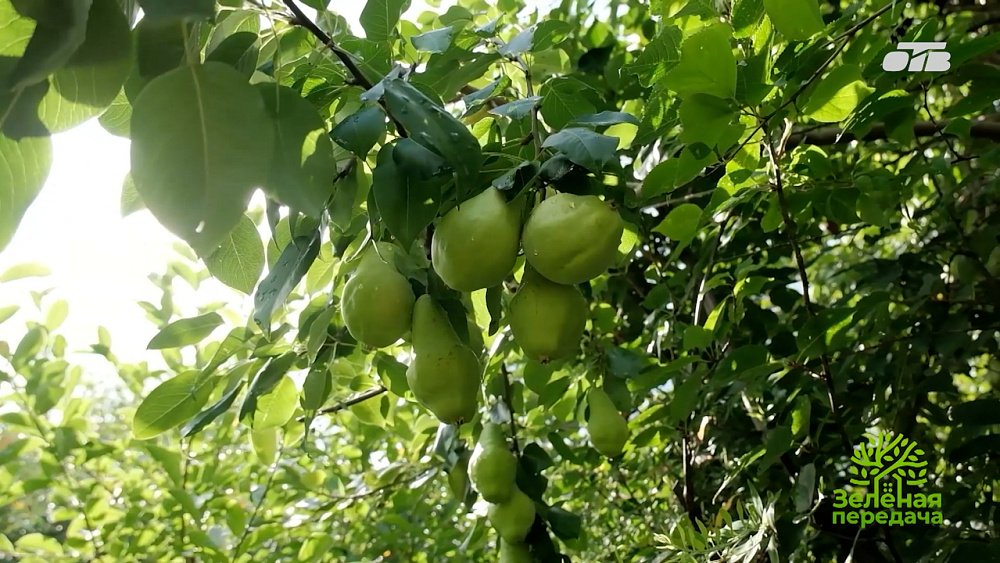Лучшие сорта яблок, груши и малины для Южного Урала