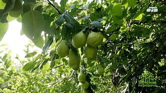 Лучшие сорта яблок, груши и малины для Южного Урала
