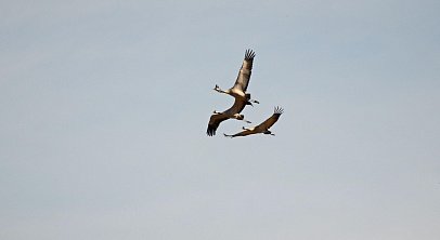 На Южном Урале насчитали больше тысячи серых журавлей