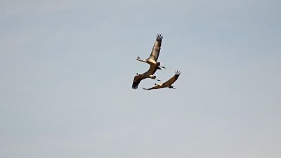 На Южном Урале насчитали больше тысячи серых журавлей