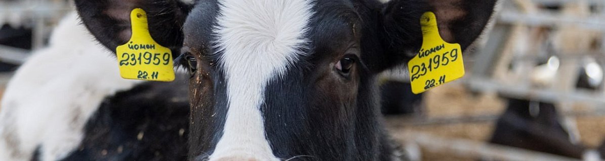 Племенные хозяйства Южного Урала осваивают госсистему учета животных