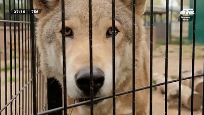 Толстый волк или худой, узнаем в рубрике «Зоопарк: про зверей и людей»