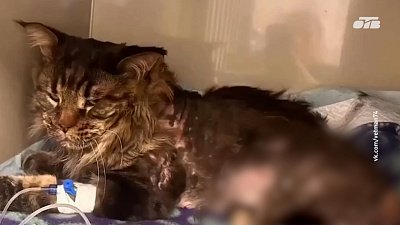 Челябинцу вынесли приговор за издевательство над котом