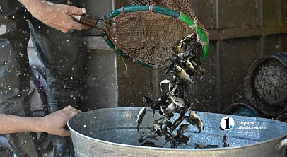 В Шершневское водохранилище выпустили почти 160 тысяч сазанов