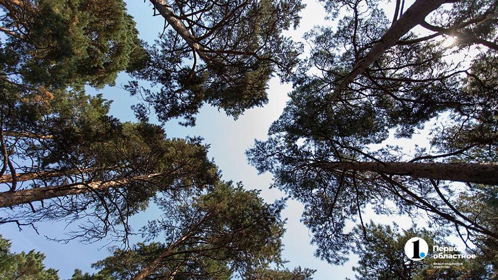 Охраняемую территорию Челябинского городского бора увеличат на 1,5 га