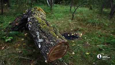 ФНС банкротит крупного производителя пиломатериалов в Кыштыме